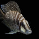 picture of Altolamprologus calvus