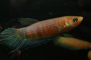 Betta bellica