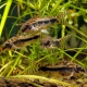 picture of Corydoras habrosus