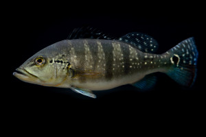 Cichla piquiti