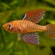 picture of Spectrolebias reticulatus