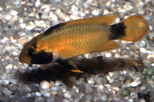 Apistogramma nijsseni