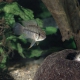 picture of Apistogramma urteagai