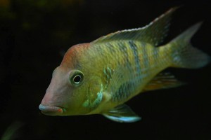 Geophagus steindachneri