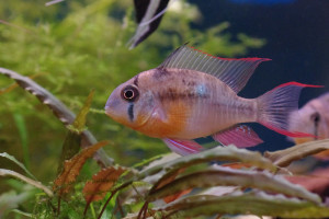 Mikrogeophagus altispinosus