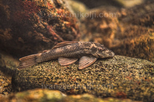 Ancistrus gymnorhynchus