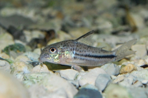 Corydoras bondi