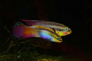 Pelvicachromis kribensis