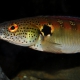 picture of Crenicichla lenticulata