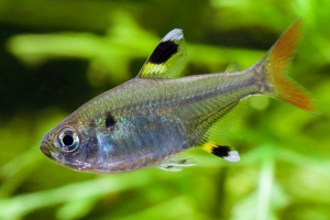 Pristella maxillaris