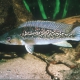 picture of Crenicichla albopunctata