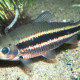 picture of Leporinus arcus