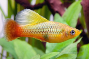 Xiphophorus variatus