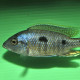 picture of Copadichromis azureus Mbenji