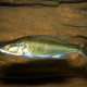 picture of Champsochromis caeruleus