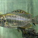 picture of Tramitichromis lituris