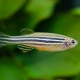 picture of Danio rerio