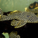 picture of Baryancistrus xanthellus -  sp. L081