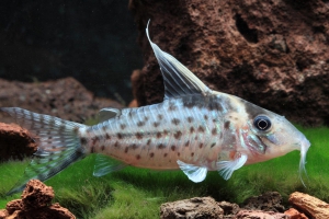 Corydoras robustus