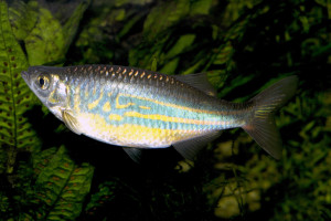 Devario malabaricus