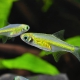 picture of Microdevario kubotai