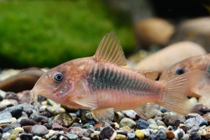 Corydoras aeneus