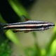 picture of Nannostomus marginatus