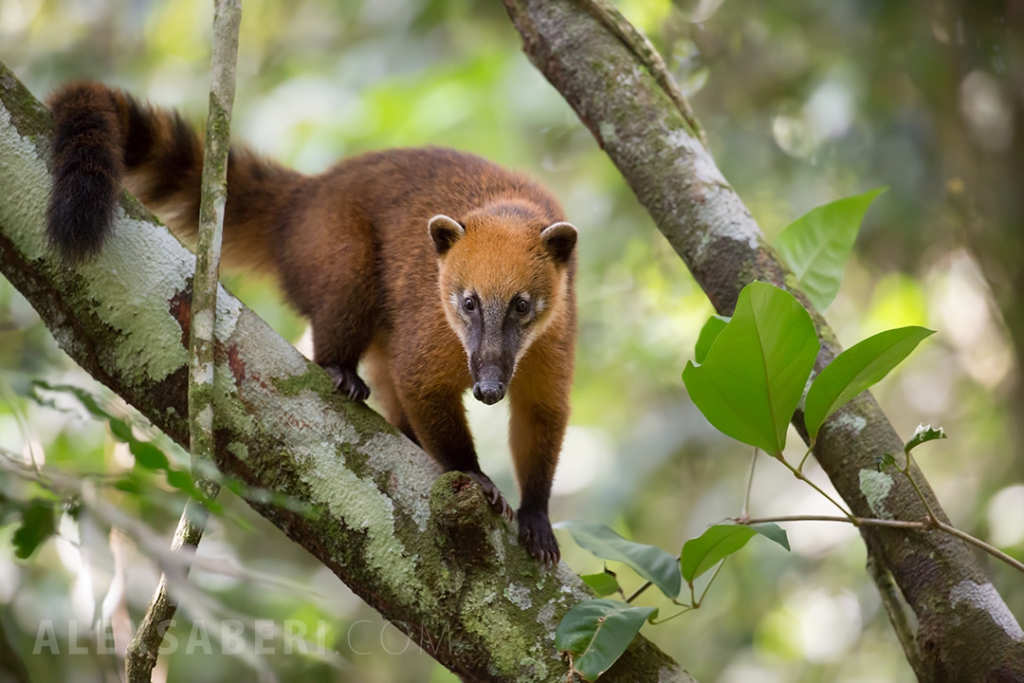 Coati roux - Nasua nasua, Ubatuba, Br