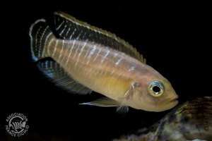 Neolamprologus brevis