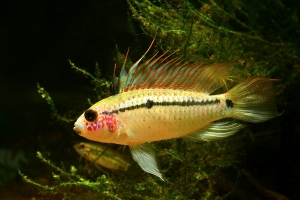 Apistogramma eremnopyge