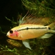 picture of Apistogramma eremnopyge