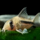 picture of Corydoras axelrodi