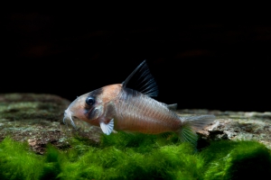 Corydoras burgessi