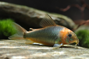 Corydoras eques