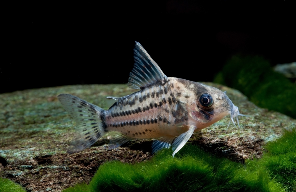 Corydoras schwartzi • Scheda dei pesci