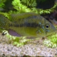 picture of Gymnogeophagus meridionalis