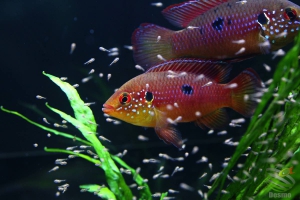 Rubricatochromis lifalili