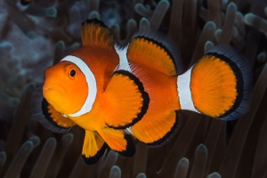 Amphiprion ocellaris