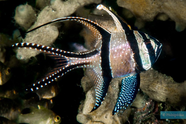 Pterapogon kauderni, Indonesia