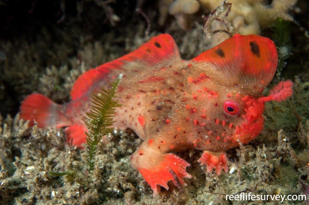 Thymichthys politus, poisson aux mains tachetées