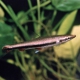 picture of Nannostomus harrisoni