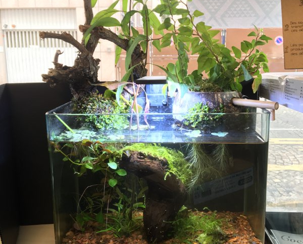 aquarium cocoplant