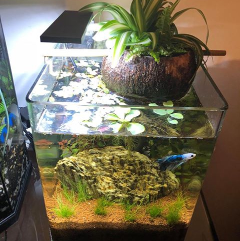 aquarium cocoplant