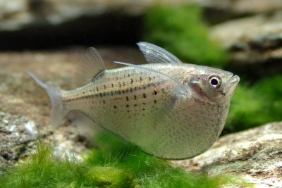 Exemple de poisson avec la bouche orientée vers le haut