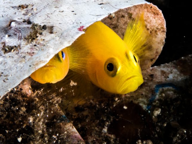 Gobiodon okinawae © Richard Zerpe