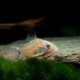 picture of Corydoras cruziensis