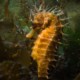 picture of Hippocampus guttulatus