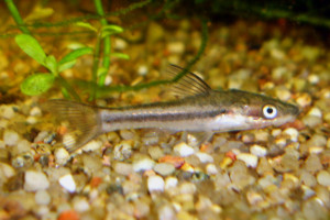 Otocinclus affinis