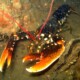 picture of Homarus gammarus