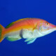 picture of Bodianus scrofa